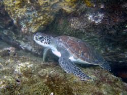 tortuga marina y algo mas,look right-donw by Juan Roch 